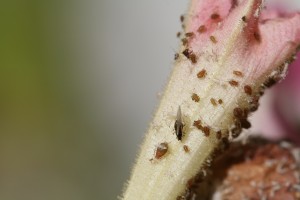 Red morphs of the green peach aphid on tobacco flower. Photo: Hannah Burrack