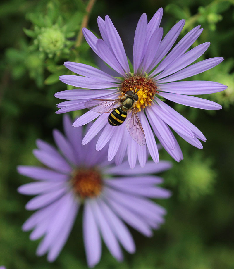 Syrphid fly on aromatic aster