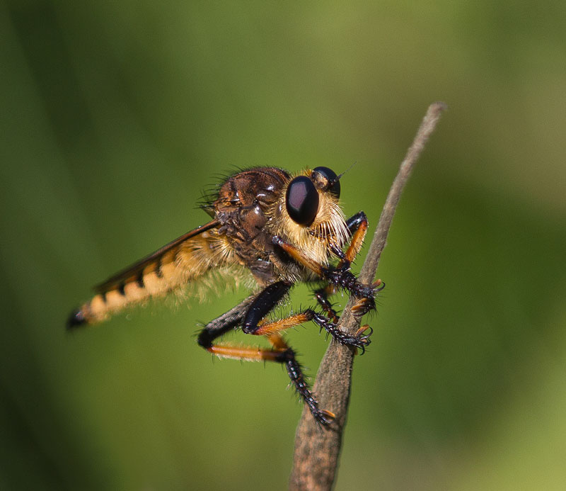 Robber fly on swamp milkweed seedpod