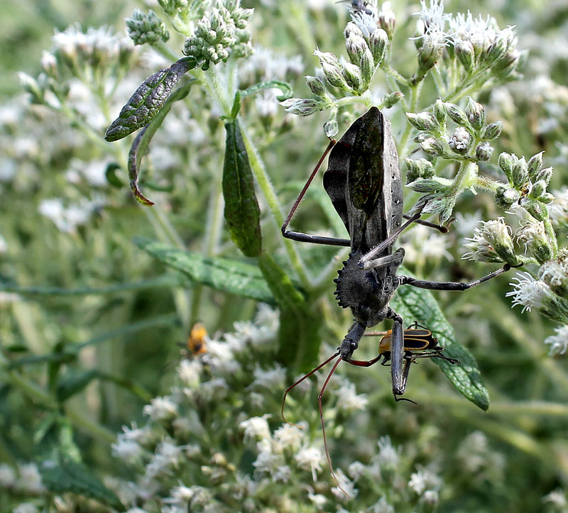 Wheel bug feeding on soldier beetle on boneset