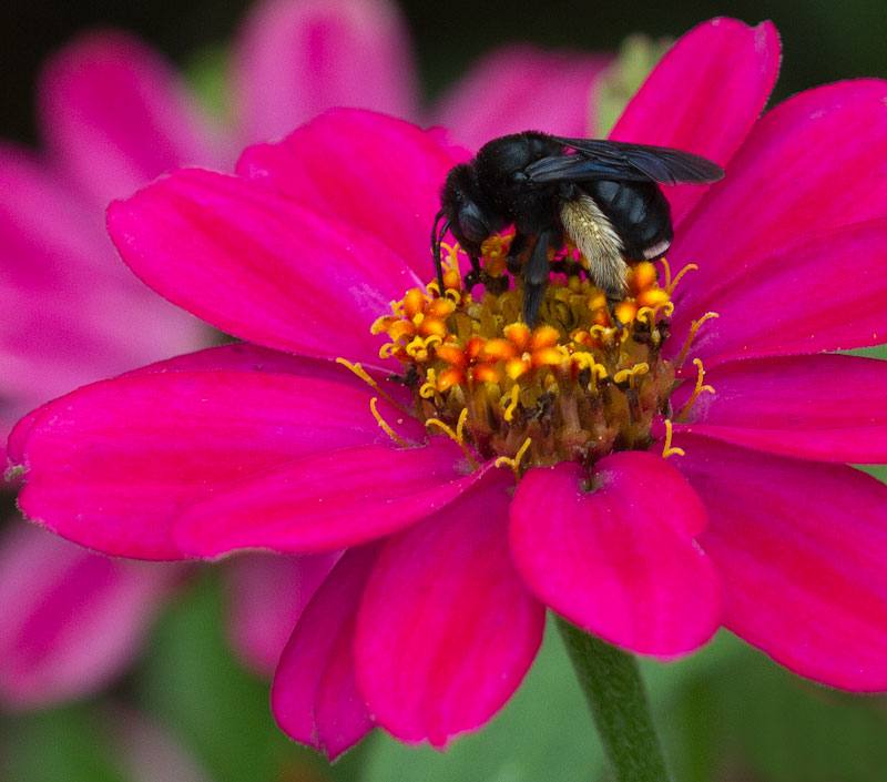 Two-spotted long-horned bee on zinnia