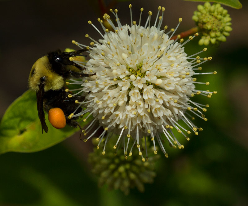 Bumble bee on buttonbush