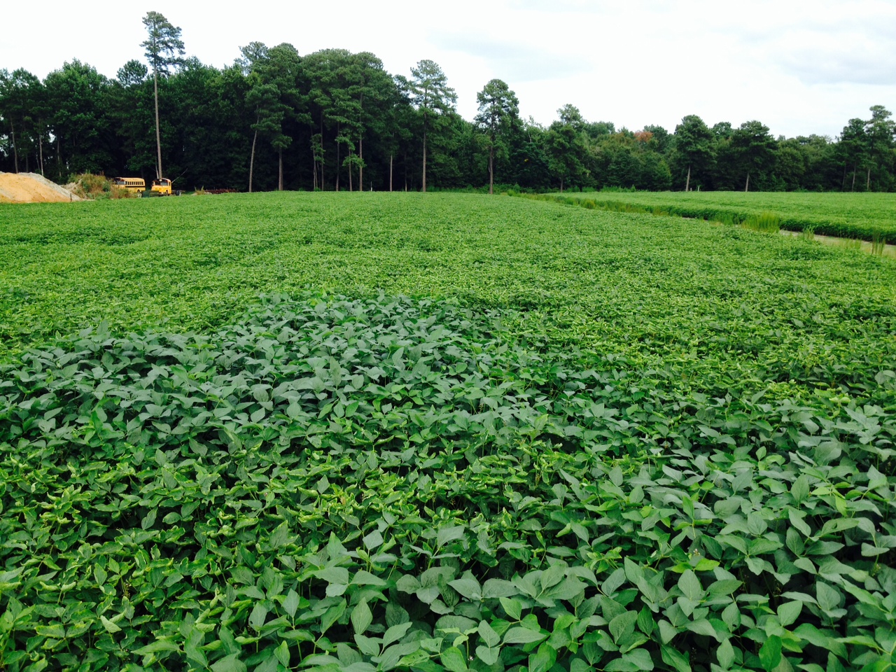 Soybean Leaf Yellowing and Curling Widespread; Cause Is Yet Unknown