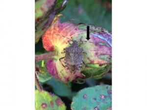 Brown marmorated stink bug can be distinguished from our native stink bugs by the white bands on the antennae.