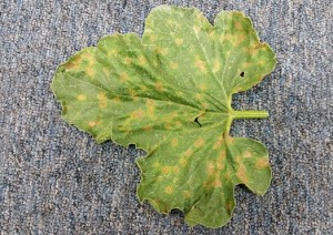 Cucurbit downy mildew (CDM) causes angular lesions on leaves of cucumbers, pumpkins, and melons (shown here). Dark tufts of spores are visible on the undersides of leaf lesions.