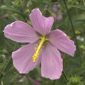 Seashore mallow