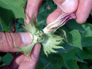 Bollworm underneath bloom tag.