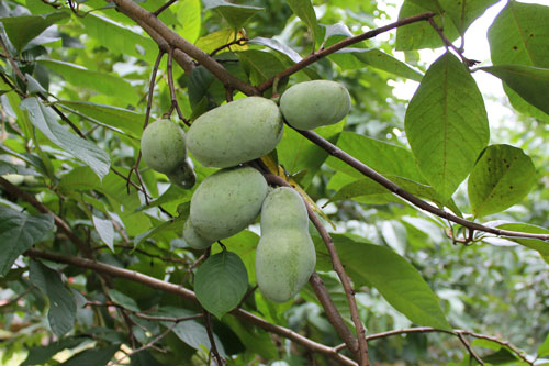 fordom Blive rack Pawpaw Orchard Show & Tell | NC State Extension