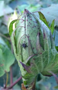 Small nymph feeding on large boll.