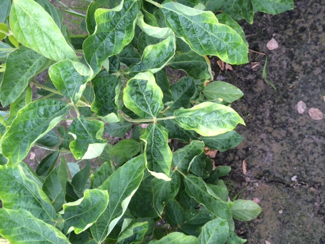 Soybean Leaf Yellowing and Curling Widespread; Cause Is Yet Unknown ...