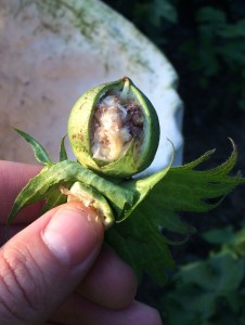 Boll injured from brown marmorated stink bug.