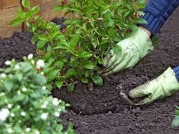 when to plant shrubs