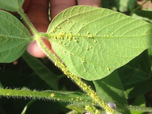 soybean aphid