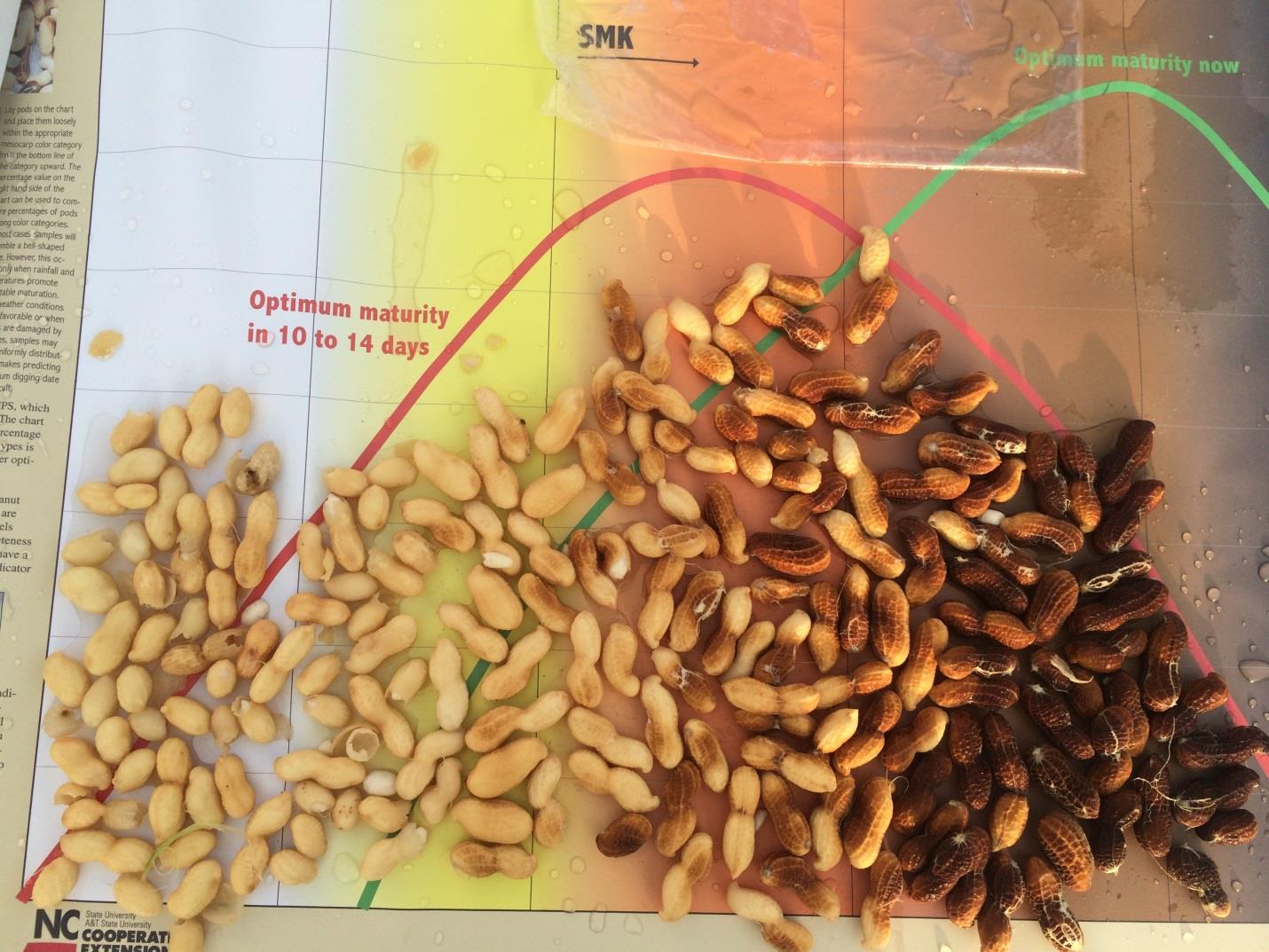 shelled peanuts showing range of color