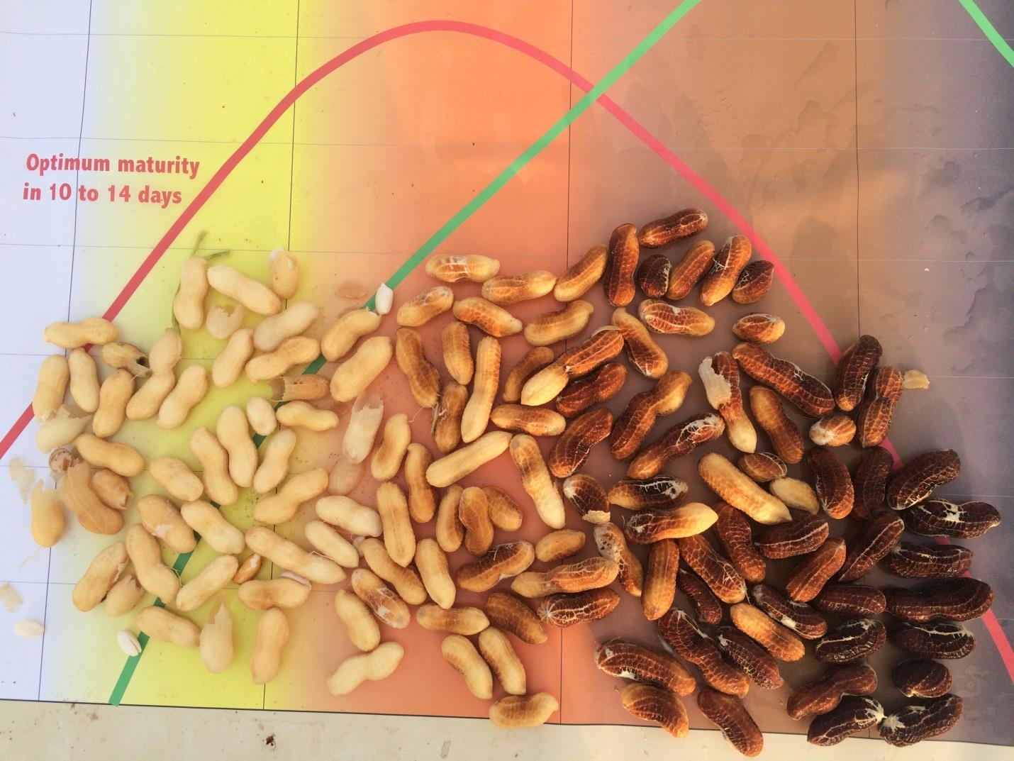 shelled peanuts showing range of color