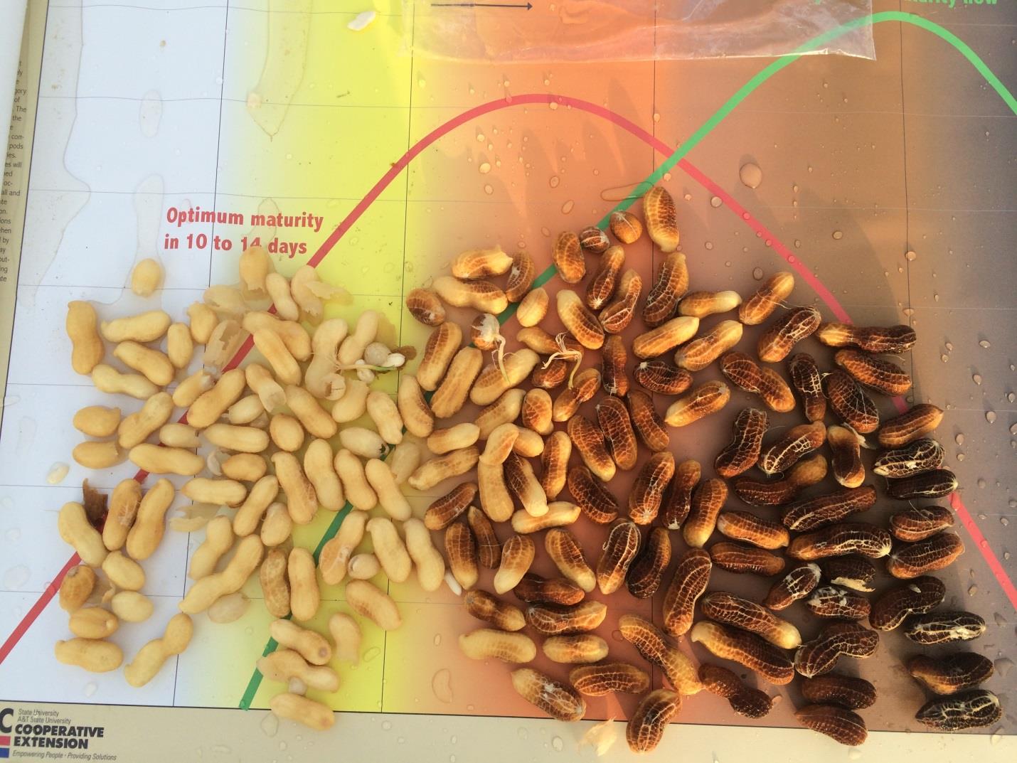 shelled peanuts showing range of color