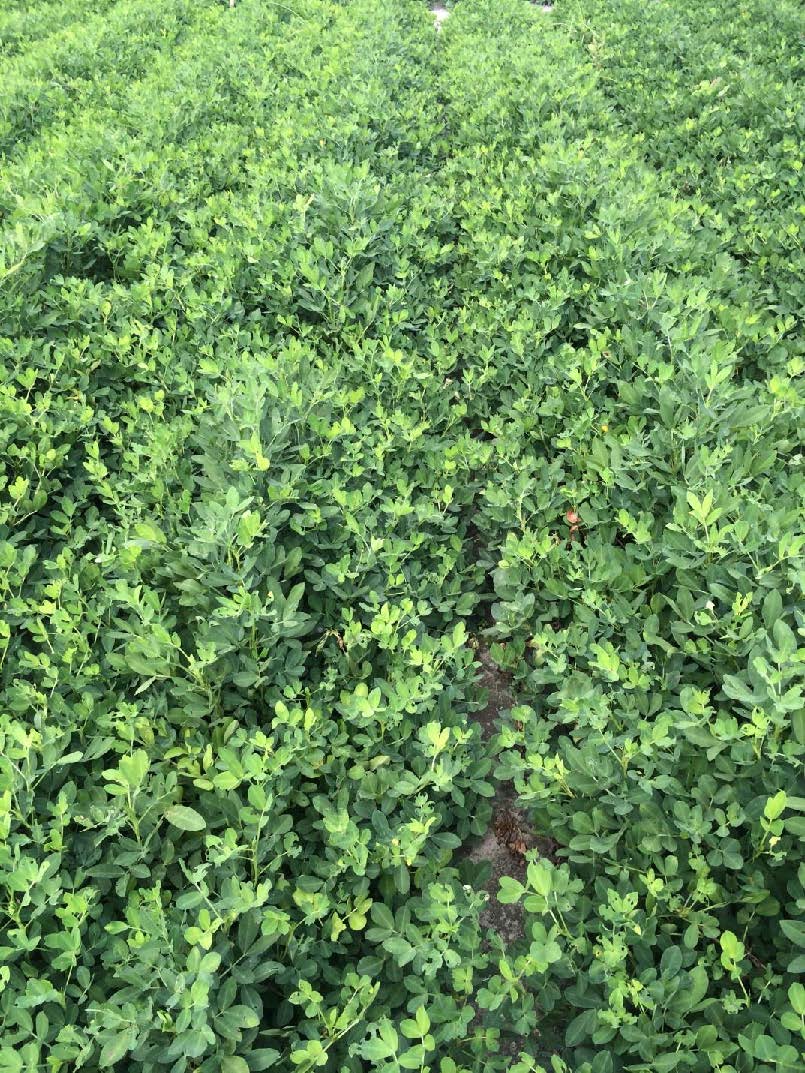 treated peanut vines in field