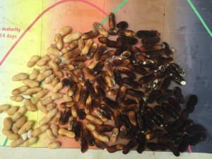 maturity profile of peanut shells