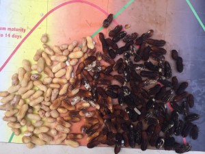 maturity profile of peanut shells