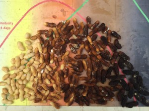 maturity profile of peanut shells