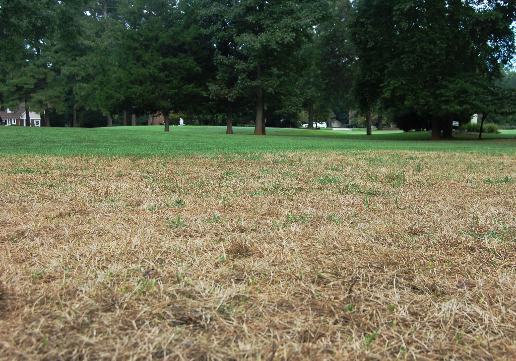 armyworms damage