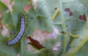 Cross striped cabbage worms