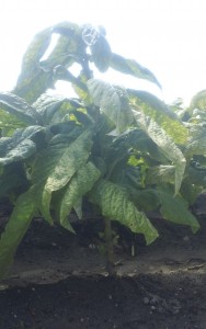 A mature tobacco plant from our Eastern 1 site
