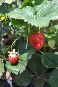 Starwberries on the vine