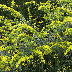 'Solar Cascade' goldenrod