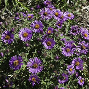 'Purple Dome' aster