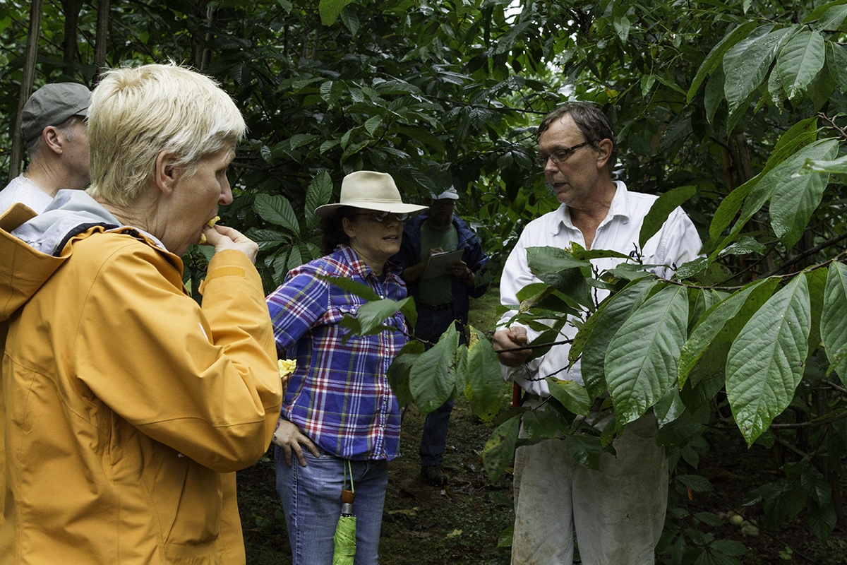 Visitors enjoyed tasting the pawpaws.
