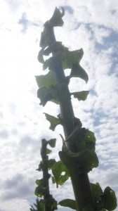 Harvested tobacco stalks from our experimental plot at Upper Coastal Plain Research Station near Rocky Mount, NC.