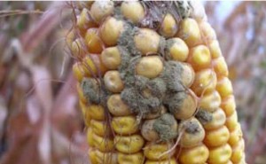 Cover photo for Mycotoxin in Corn