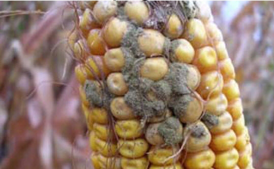 mycotoxin in corn north carolina cooperative extension white mold in soybeans