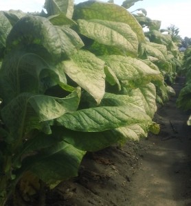 View down a row of our Eastern 1 site.