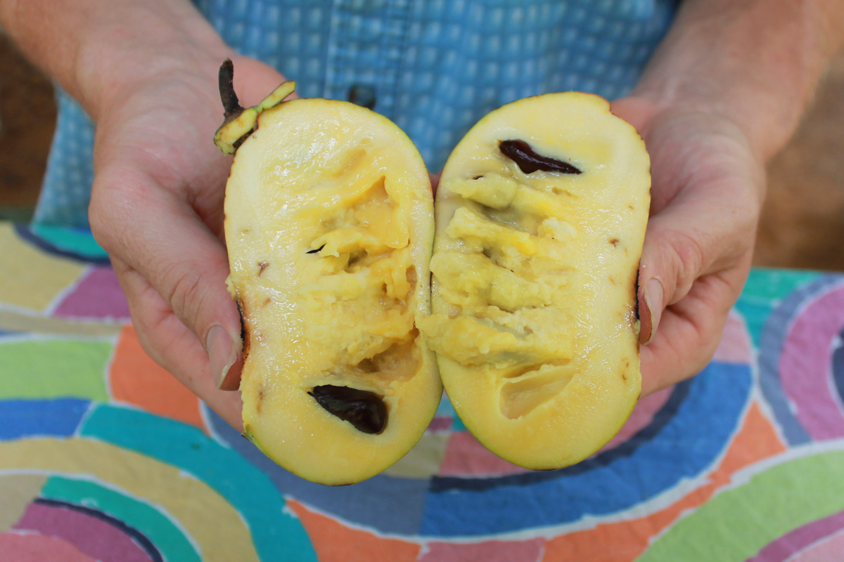 Pawpaw fruit has a creamy texture and is bright yellow to orange in color. The fruit is very nutritious and delicious!