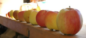 Cover photo for Workshops to Assist in Writing USDA Farmers Market & Local Food Grant Applications