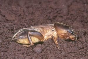 Cover photo for Mole Cricket Alert