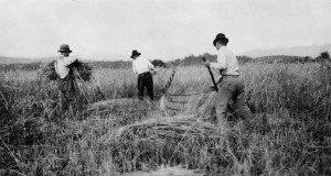 This 1919 photo from the NCSU Libraries Digital Program depicts wheat farm operations in Buncombe County. Wheat is being cut by cradle and bound by hand.