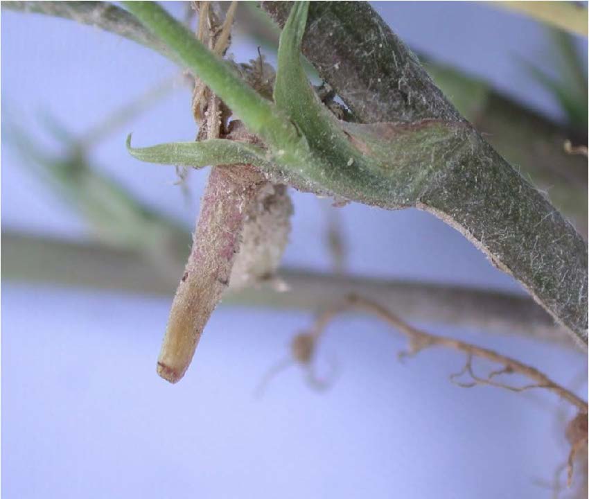Peanut Growth Stages From Barbara NC State Extension