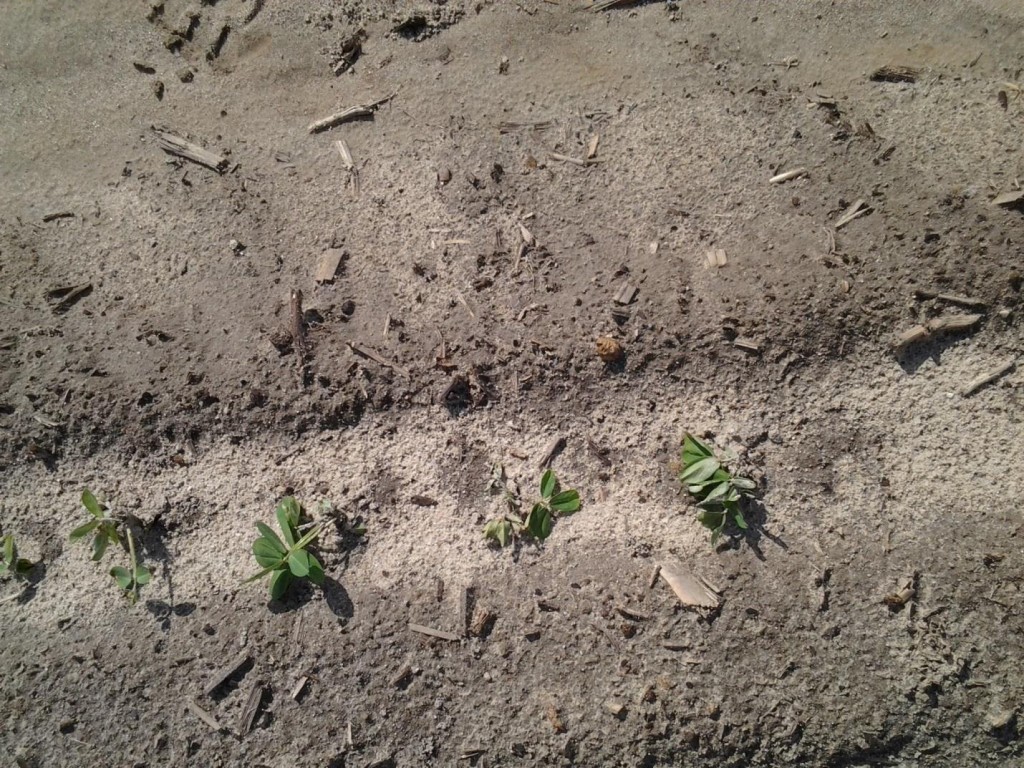 Herbicide damage following heavy rains and splashing of soil and herbicide on emerging plants