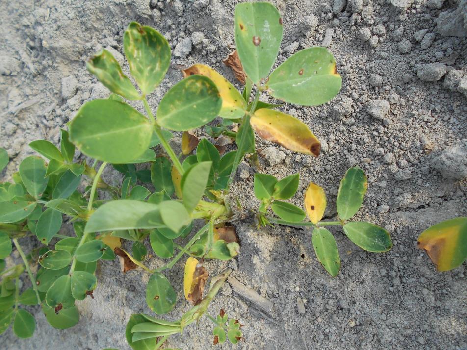 peanut plant showing multiple injuries