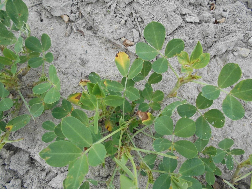 peanut plans with some yellowing on leaves