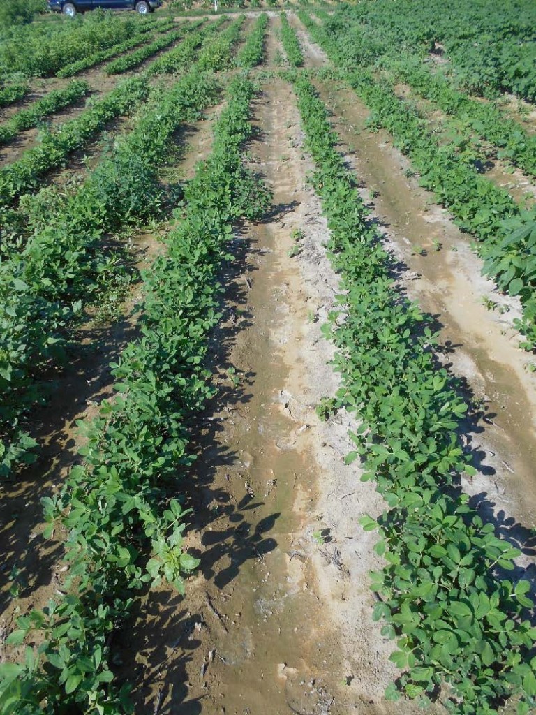 peanut field treated with herbicides