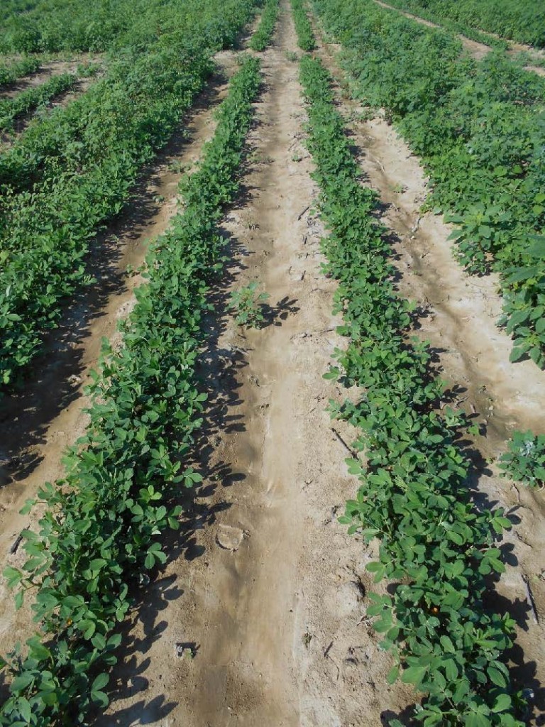 peanut field treated with herbicides