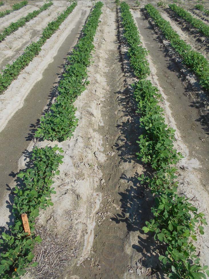 Peanut field treated with Cruiser Maxx followed by Orthene