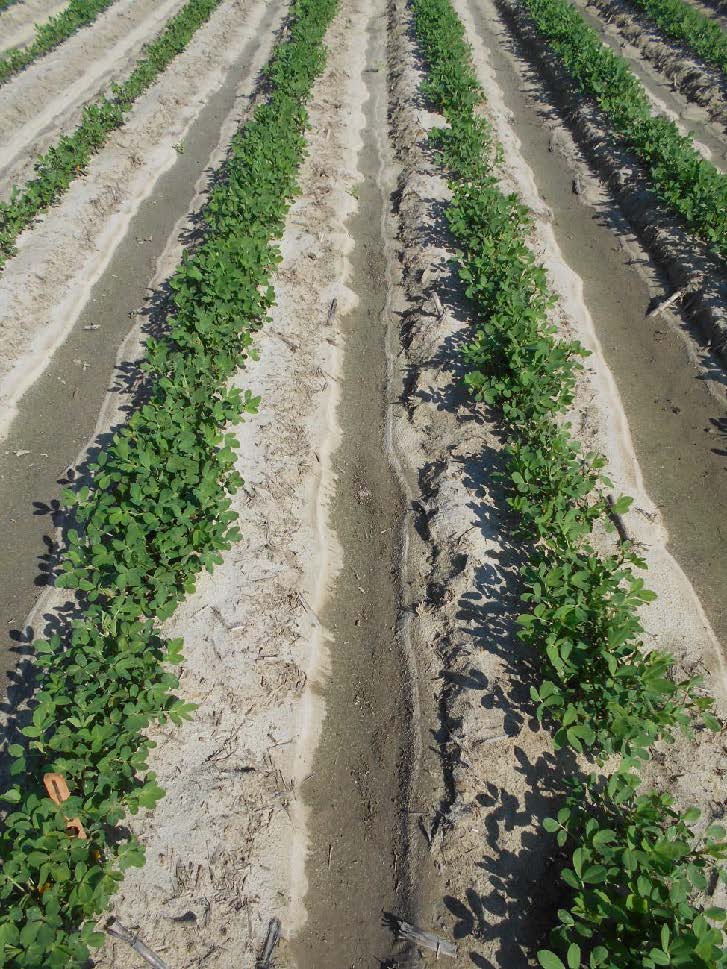 peanut field treated with Orthene