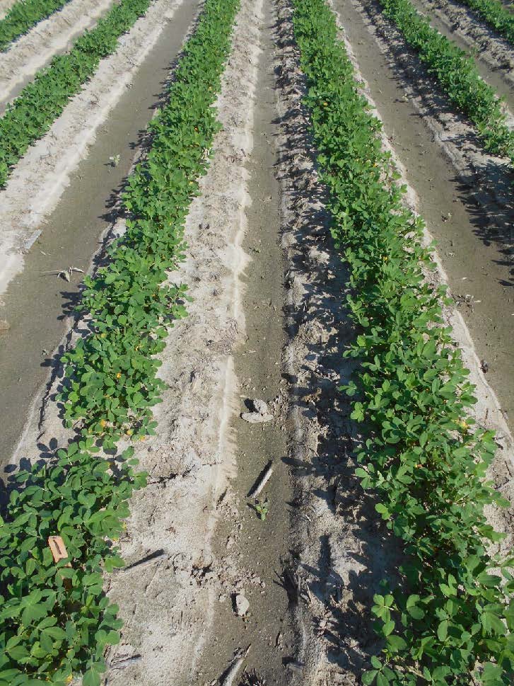 peanut field treated with Thimet