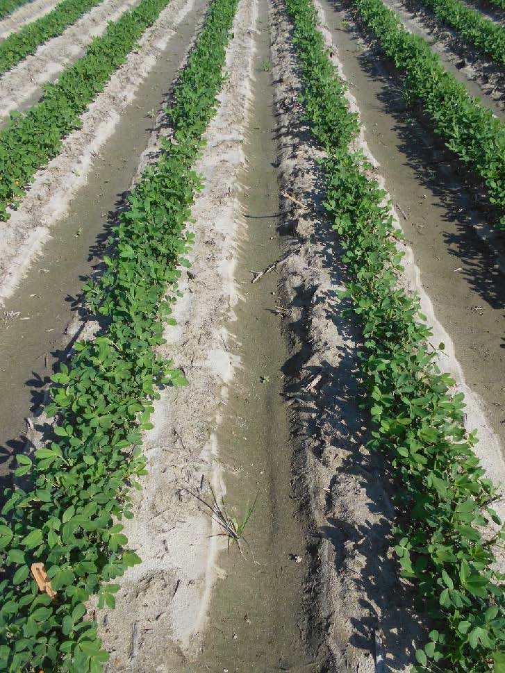 peanut treated with Orthene, postemergence