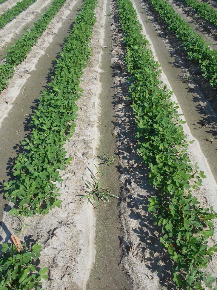 peanut field treated with two applications of Orthene,